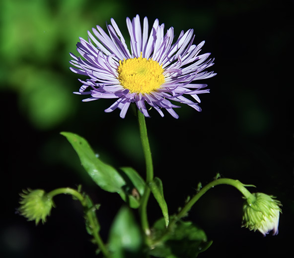 showy daisy